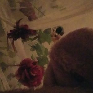 Meet your Posher, Jay